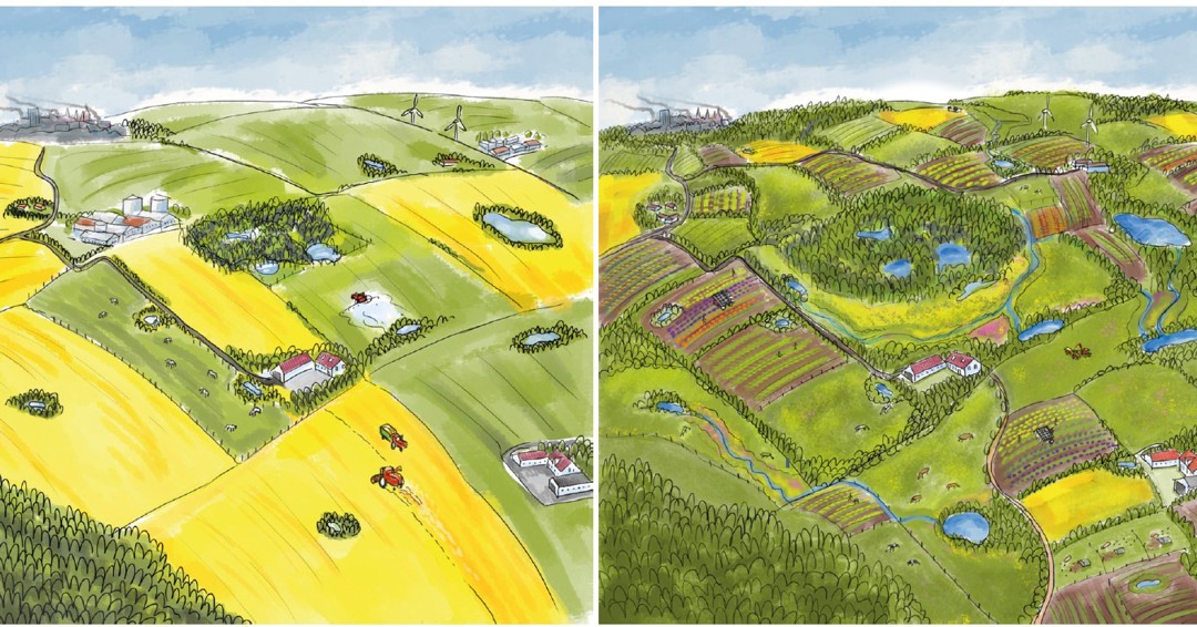 Biodiversity and organic farming