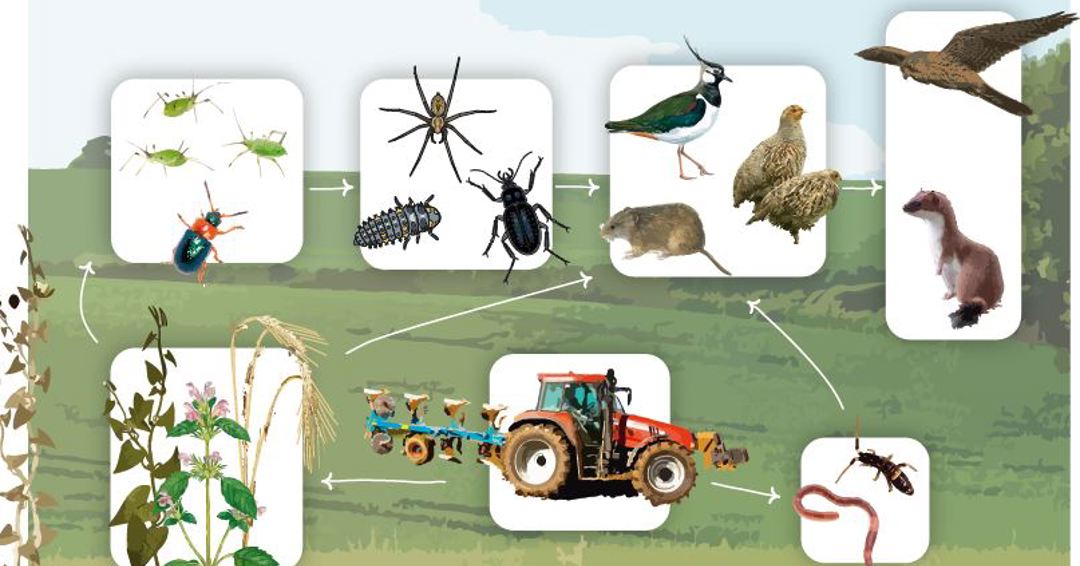 Enhance biodiversity and gain robust systems