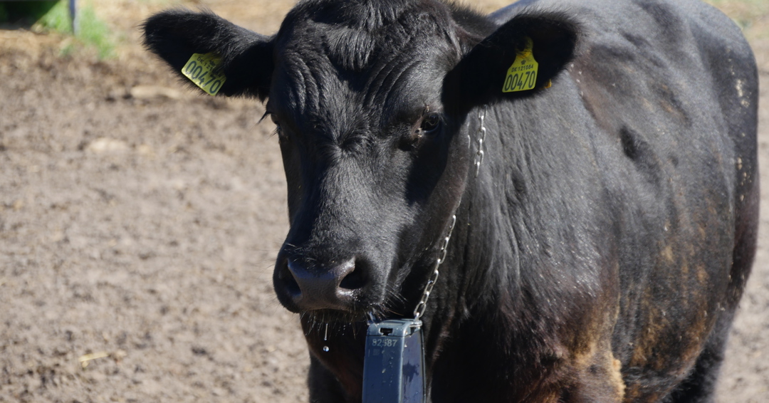 Virtual fence for cattle